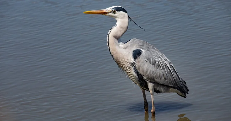Quels oiseaux peut-on voir en Camargue ?