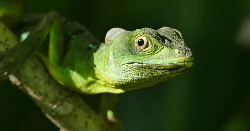 Quelles sont les 10 choses incontournables à faire au Costa Rica ?
