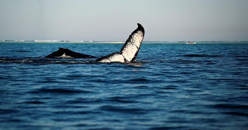Excursion baleine Norvège : ce que les agences ne vous disent pas