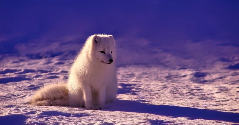 Finlande, Suède, Norvège : quel pays choisir selon l'animal visé
