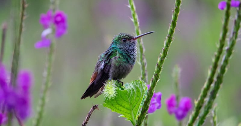 Que visiter en famille au Costa Rica : 12 expériences inoubliables